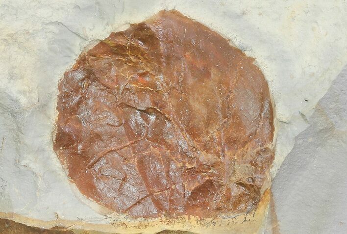 Detailed Fossil Leaf (Zizyphoides) - Montana #68297